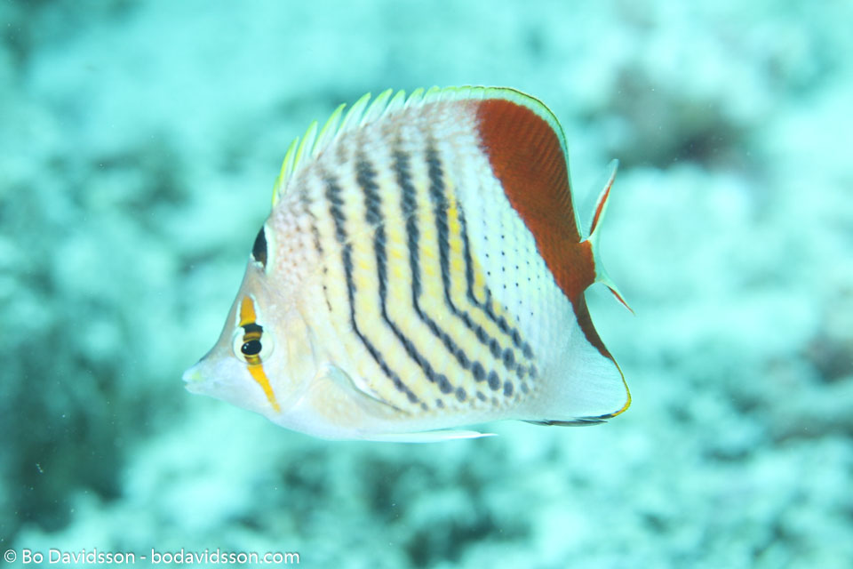 BD-120422-St-Johns-6044-Chaetodon-paucifasciatus.-Ahl.-1923-[Eritrean-butterflyfish].jpg
